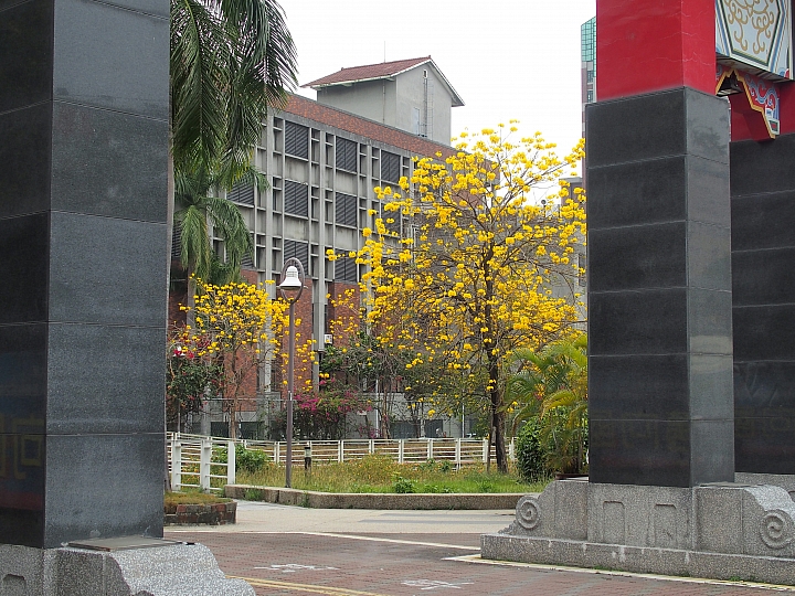 文藻大學黃色風鈴木盛開一整排