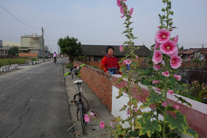 2015年,唸戀學甲之蜀葵花季小旅行,