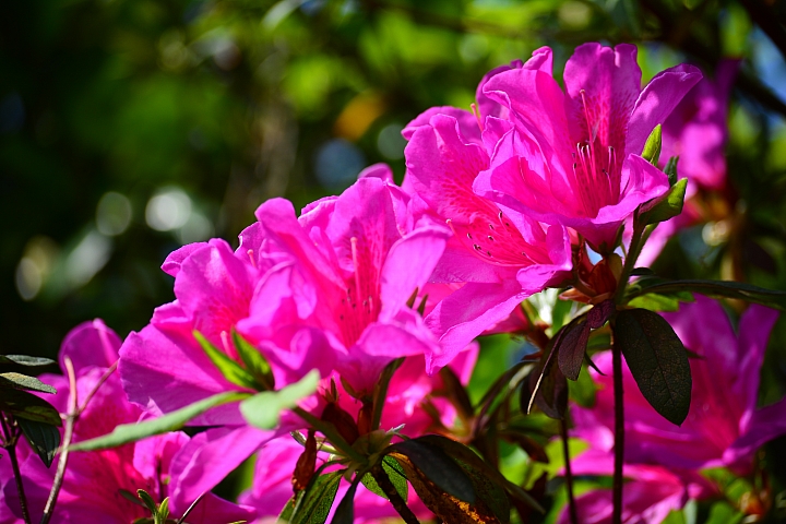 Nikon迷你中望遠變焦鏡‧AF-S DX NIKKOR 55-200mm f/4-5.6G ED VR II