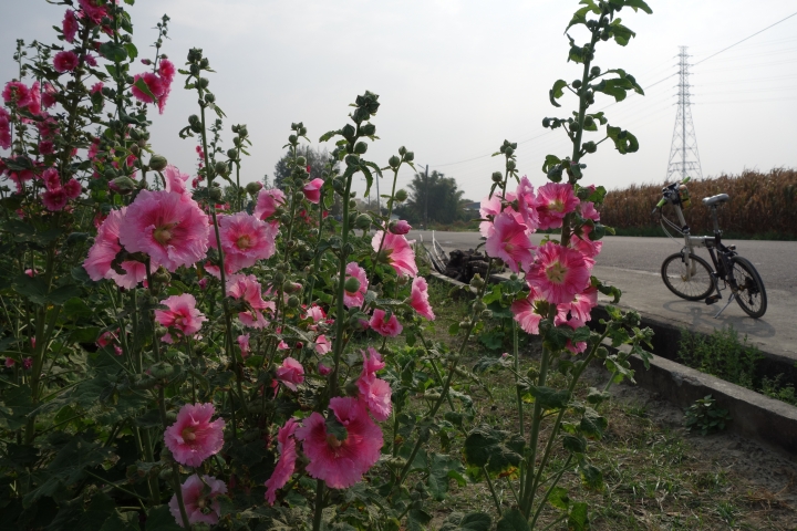 2015年,唸戀學甲之蜀葵花季小旅行,
