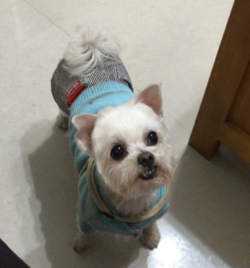 協尋內湖區 白色馬爾濟斯小狗