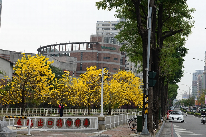 文藻大學黃色風鈴木盛開一整排