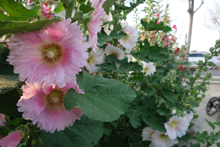 2015年,唸戀學甲之蜀葵花季小旅行,