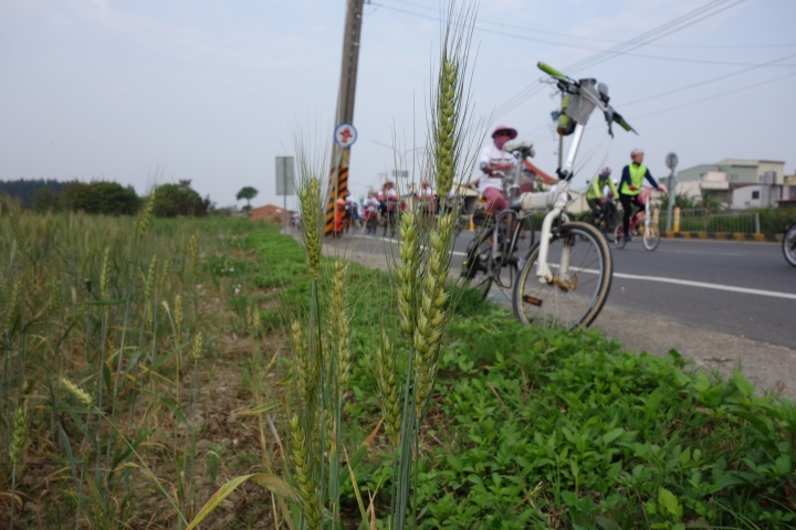 2015年,唸戀學甲之蜀葵花季小旅行,
