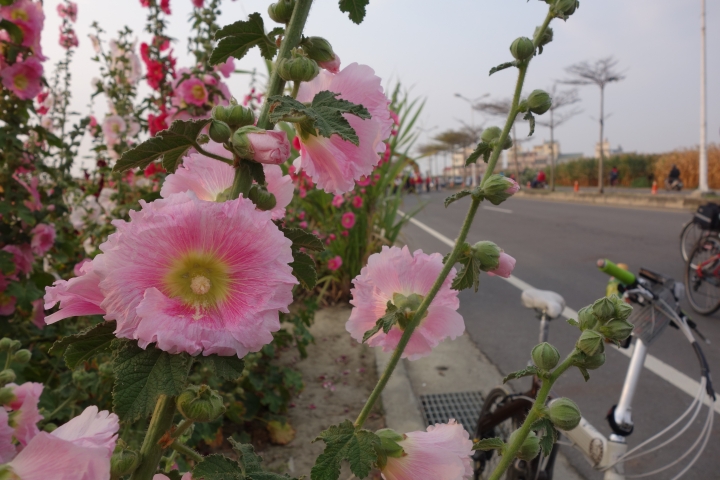 2015年,唸戀學甲之蜀葵花季小旅行,