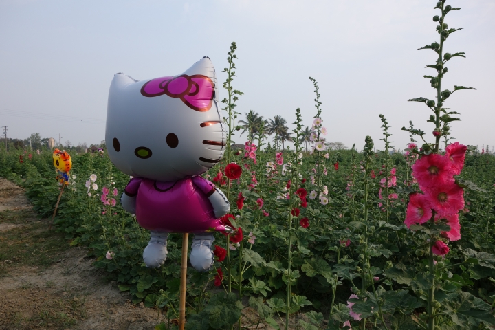 2015年,唸戀學甲之蜀葵花季小旅行,