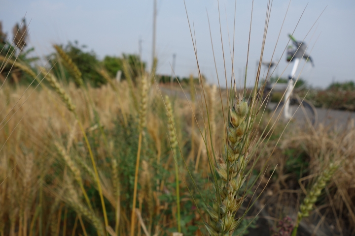 2015年,唸戀學甲之蜀葵花季小旅行,
