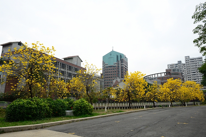 文藻大學黃色風鈴木盛開一整排