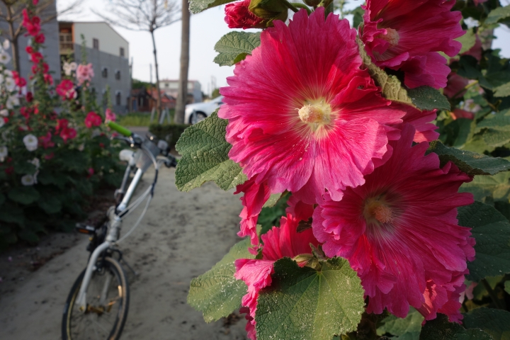 2015年,唸戀學甲之蜀葵花季小旅行,