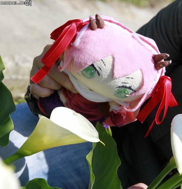 海芋花季一時遊(?)