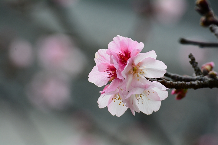 Nikon迷你中望遠變焦鏡‧AF-S DX NIKKOR 55-200mm f/4-5.6G ED VR II