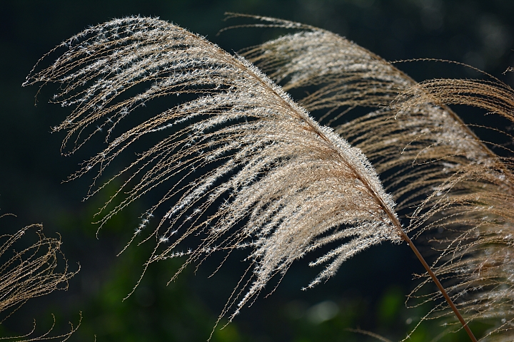 Nikon迷你中望遠變焦鏡‧AF-S DX NIKKOR 55-200mm f/4-5.6G ED VR II