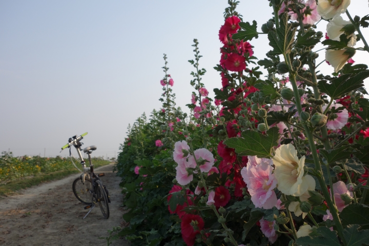 2015年,唸戀學甲之蜀葵花季小旅行,