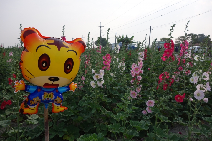 2015年,唸戀學甲之蜀葵花季小旅行,