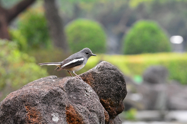 Nikon迷你中望遠變焦鏡‧AF-S DX NIKKOR 55-200mm f/4-5.6G ED VR II