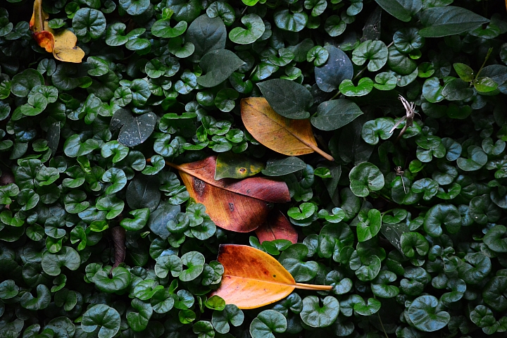 Nikon迷你中望遠變焦鏡‧AF-S DX NIKKOR 55-200mm f/4-5.6G ED VR II