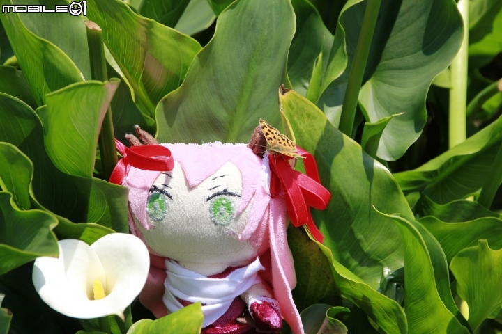 海芋花季一時遊(?)