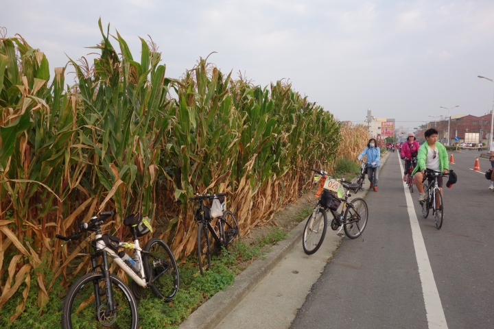 2015年,唸戀學甲之蜀葵花季小旅行,