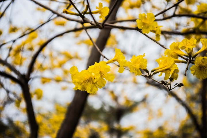 晚了14年的鏡頭 Tokina ATX PRO 28-70 F2.8 開箱與分享