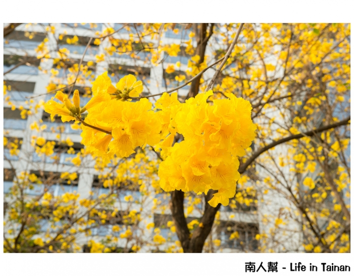 【台南市東區-風景】黃風鈴木(林森路與長榮路口)