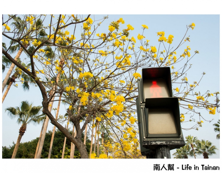 【台南市東區-風景】黃風鈴木(林森路與長榮路口)
