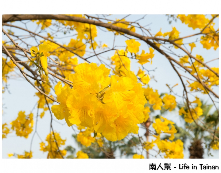 【台南市東區-風景】黃風鈴木(林森路與長榮路口)