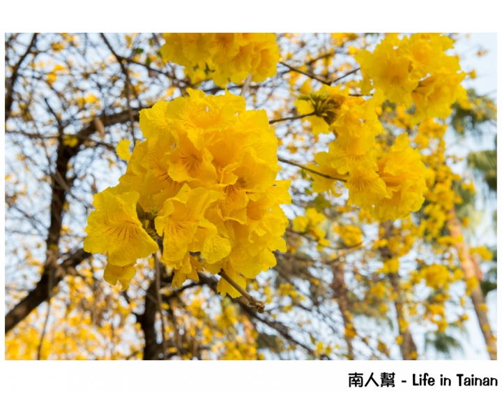 【台南市東區-風景】黃風鈴木(林森路與長榮路口)