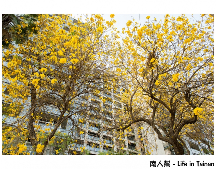 【台南市東區-風景】黃風鈴木(林森路與長榮路口)