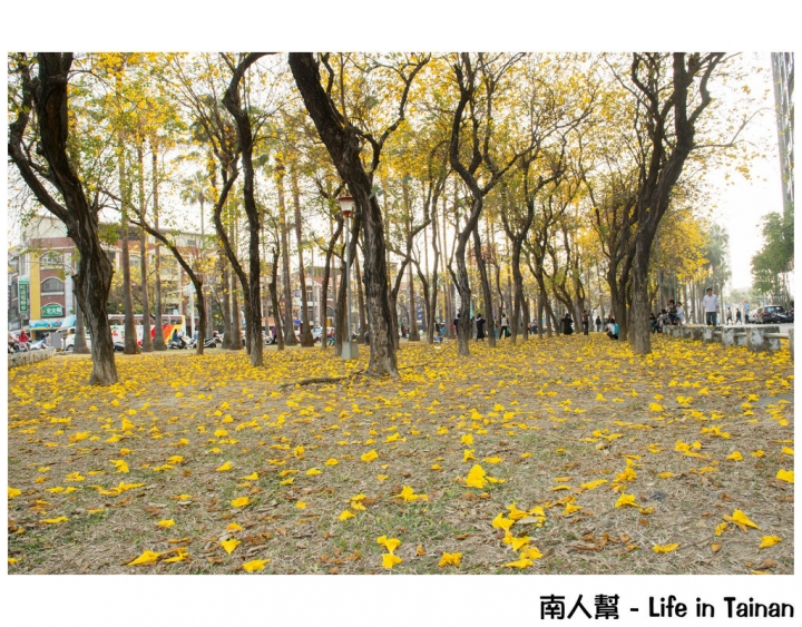 【台南市東區-風景】黃風鈴木(林森路與長榮路口)