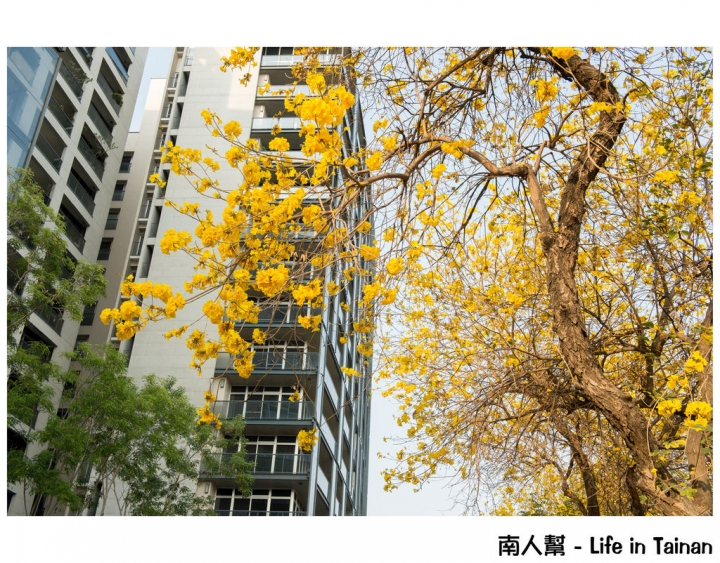 【台南市東區-風景】黃風鈴木(林森路與長榮路口)