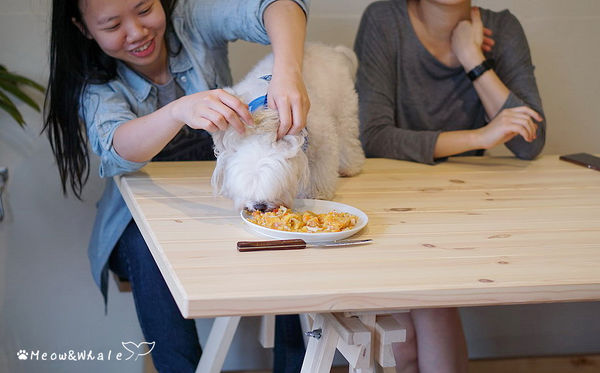 【台中.西區】嗝 gé cafe,活招牌法鬥犬皮皮和八哥犬皮蛋共同經營的寵物咖啡廳。