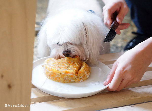 【台中.西區】嗝 gé cafe,活招牌法鬥犬皮皮和八哥犬皮蛋共同經營的寵物咖啡廳。