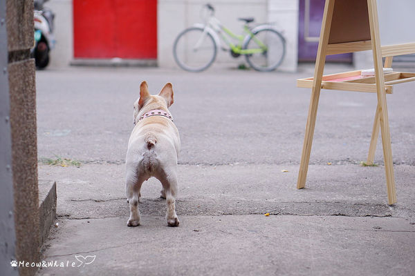 【台中.西區】嗝 gé cafe,活招牌法鬥犬皮皮和八哥犬皮蛋共同經營的寵物咖啡廳。
