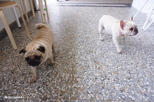 【台中.西區】嗝 gé cafe,活招牌法鬥犬皮皮和八哥犬皮蛋共同經營的寵物咖啡廳。