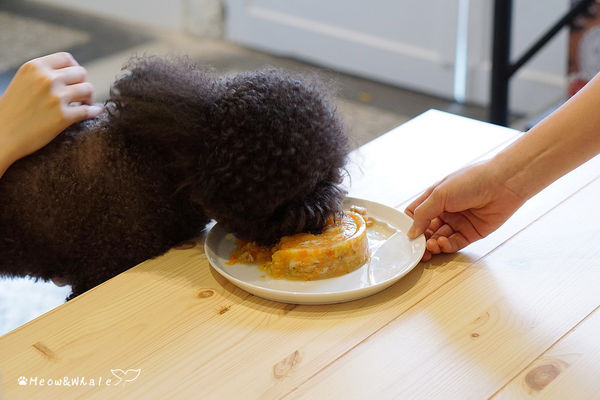 【台中.西區】嗝 gé cafe,活招牌法鬥犬皮皮和八哥犬皮蛋共同經營的寵物咖啡廳。