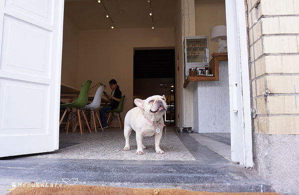【台中.西區】嗝 gé cafe,活招牌法鬥犬皮皮和八哥犬皮蛋共同經營的寵物咖啡廳。
