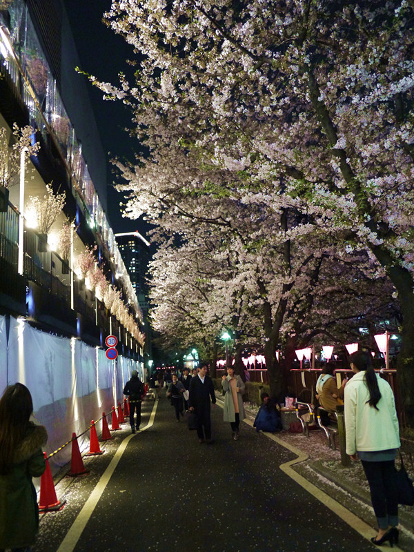 【日本 東京】私房賞櫻景點大公開(上)