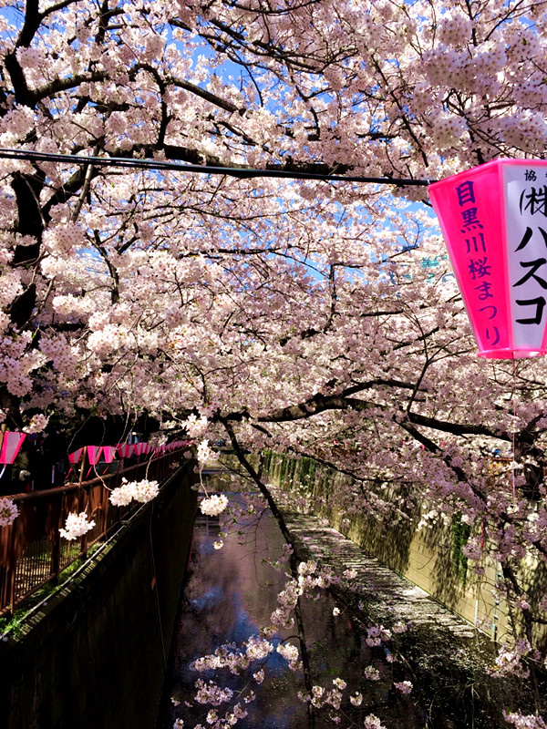 【日本 東京】私房賞櫻景點大公開(上)