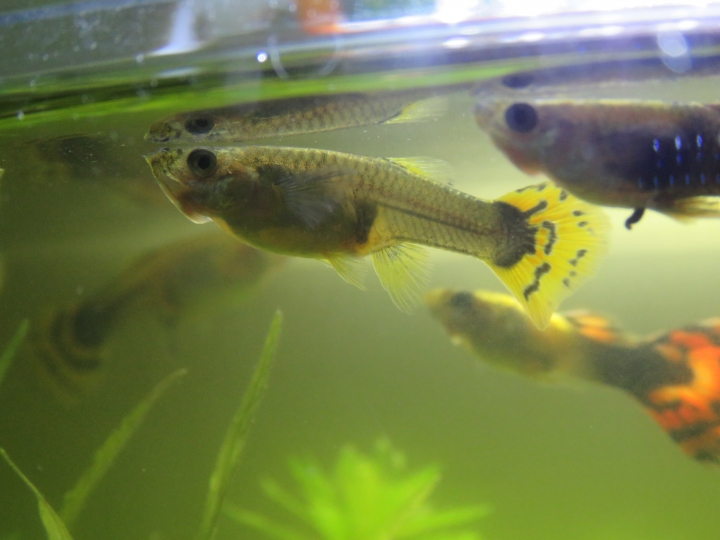 水族新手入門!初試孔雀魚!!