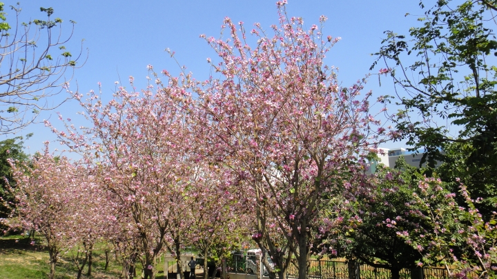 2015-04-03誤入歧途(上集)之大肚山意外發現「大楊油庫」與20多年曾走過的捷徑