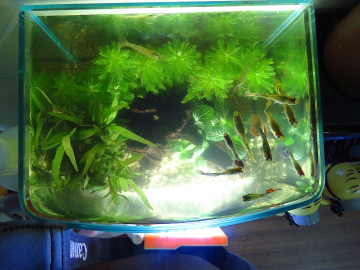 水族新手入門!初試孔雀魚!!