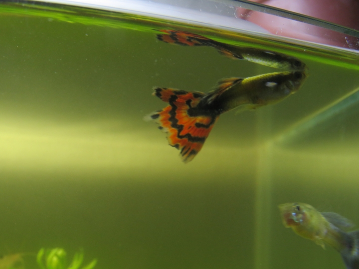 水族新手入門!初試孔雀魚!!