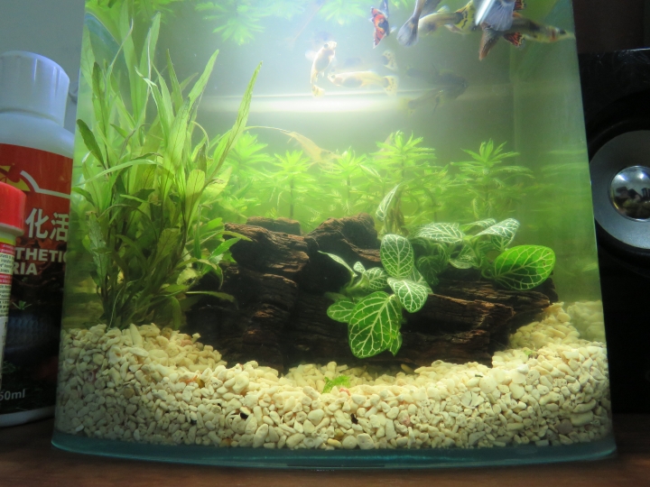 水族新手入門!初試孔雀魚!!