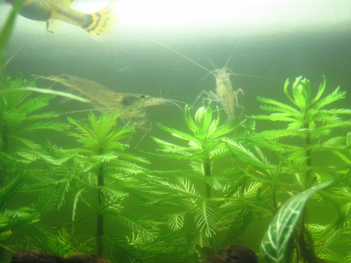 水族新手入門!初試孔雀魚!!