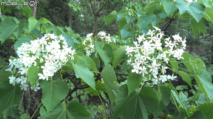 2015古坑鄉荷苞山桐花祭