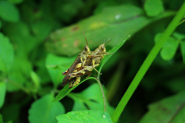 功能全面進化 支援翻轉自拍‧Canon EOS M3