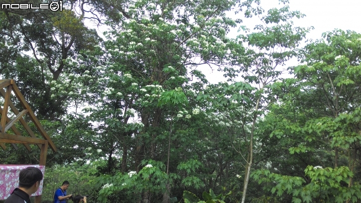 2015古坑鄉荷苞山桐花祭