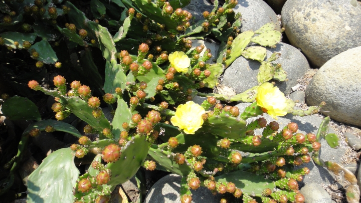 2015-04-03誤入歧途(上集)之大肚山意外發現「大楊油庫」與20多年曾走過的捷徑