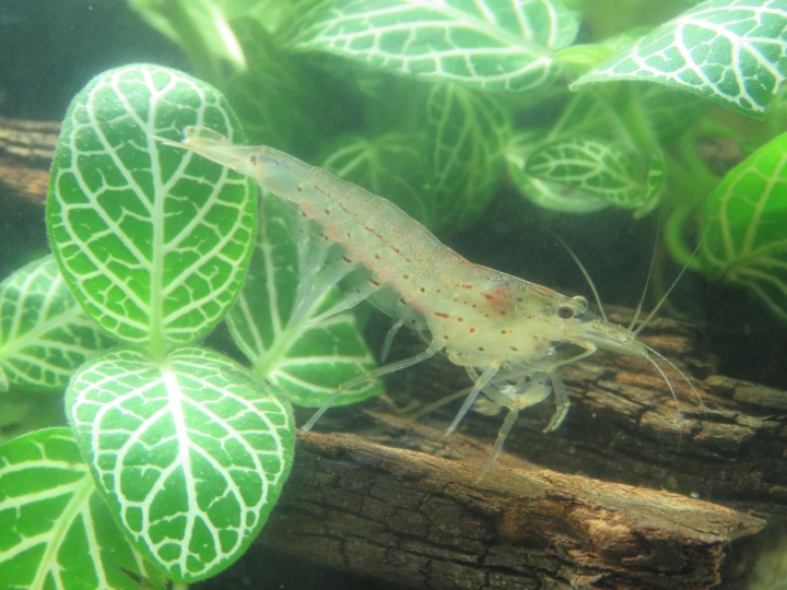 水族新手入門!初試孔雀魚!!