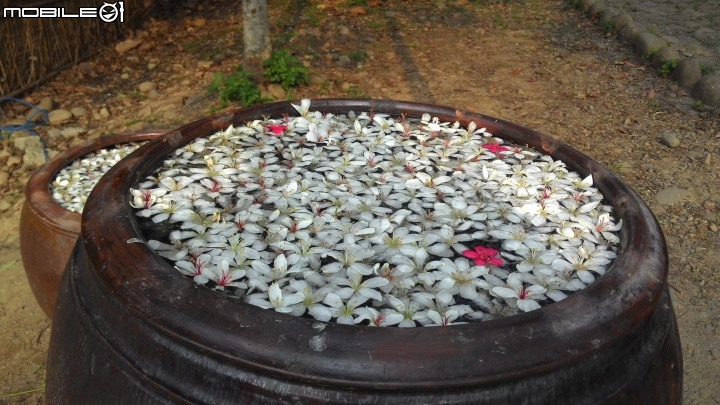 2015古坑鄉荷苞山桐花祭